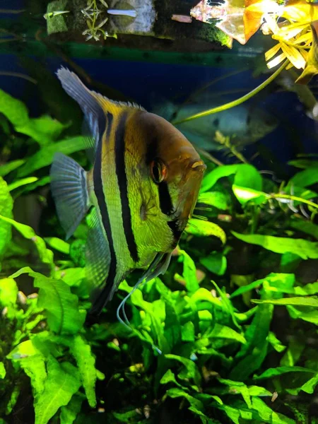 天使魚 Goldish 色のトーンと密集植えられた熱帯水族館の広い黒 白ストライプ — ストック写真