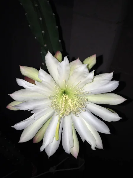 Cactus Cereus Sin Espinas Flor Con Flor Blanca Abierta Listo —  Fotos de Stock