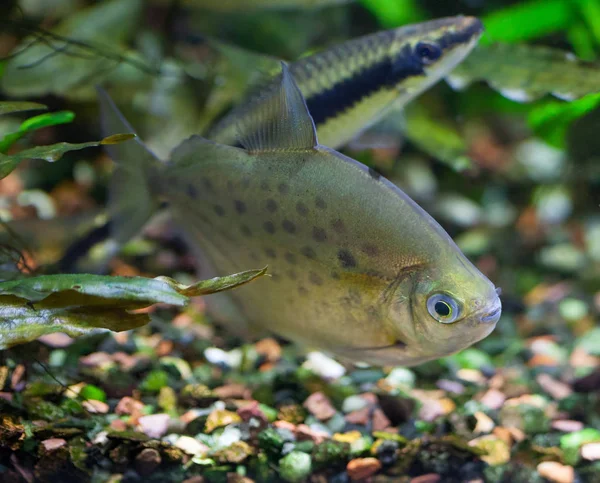 Gefleckter Silberdollar Fisch Süßwasser Tropischen Dicht Bepflanzten Aquarium Verschwommener Fliegender — Stockfoto