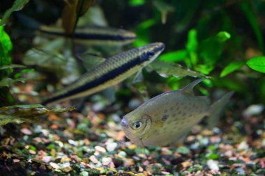Gümüş Doları balık içinde tatlı su tropikal yoğun ekili akvaryum (bulanık uçan tilki balık bir arka planda benekli) 