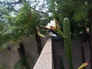 Sadece gece ve erken sabah saat çiçek çiçek arka bahçe çiti yukarıda ulaşan Arizona en popüler Bahçe kaktüs