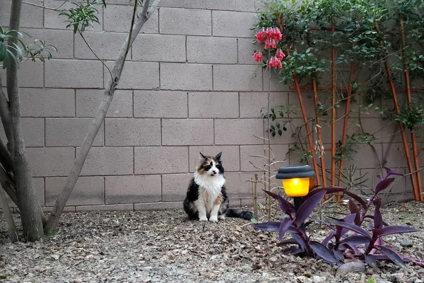 Cat Enjoying Spring Evening