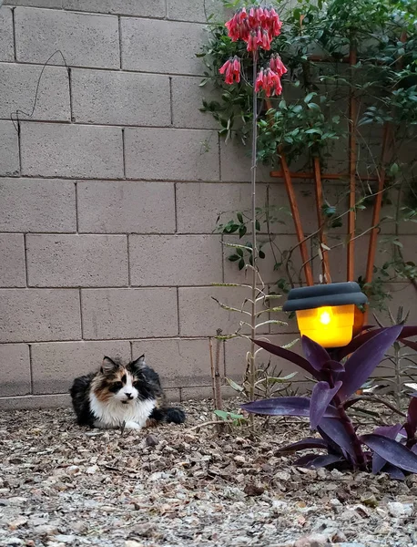 Cat Enjoying Spring Evening — Stock Photo, Image