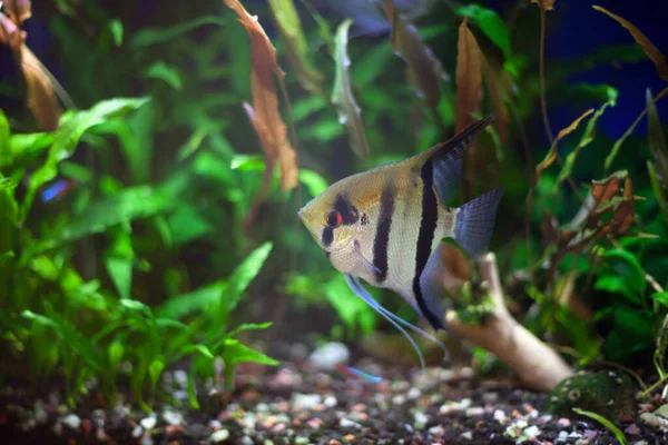 Peixe-anjo em aquário tropical plantado — Fotografia de Stock