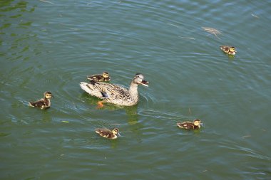 Yetişkin bir anne ördek ve sevimli ördek yavruları sakin, yeşil karınlı göl suyunda yüzüyorlar.