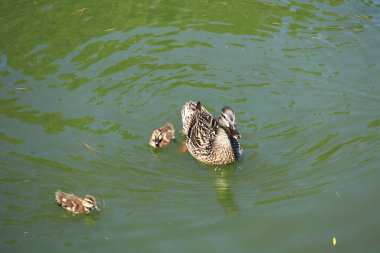 Yetişkin bir anne ördek ve sevimli ördek yavruları sakin, yeşil karınlı göl suyunda yüzüyorlar.