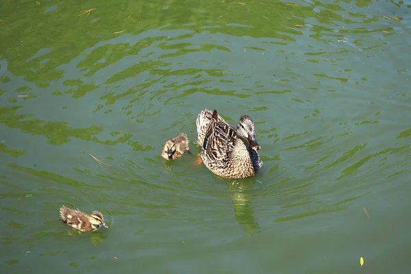 Yetişkin bir anne ördek ve sevimli ördek yavruları sakin, yeşil karınlı göl suyunda yüzüyorlar.