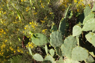 Senna Artemisioides veya Feathery Cassia veya Silver Senna ve dikenli Opuntia kaktüsünün çöl bitkileri.