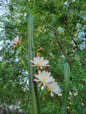 Arizona 'nın beyaz çiçekleri sabahın erken saatlerinde omurgasız Cereus kaktüsleri açıyor.