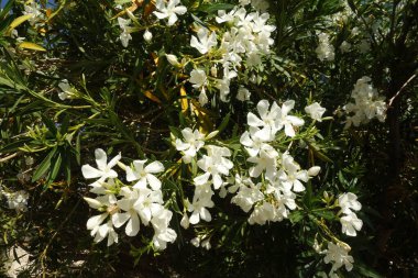Arizona kuraklığına dayanıklı beyaz zakkum çiçekleri ve doğal arka planla çiçek açıyor.