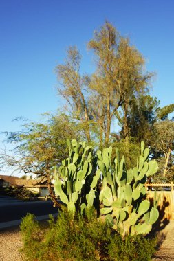 Arizona çöl tarzı Xeriscapli yol kenarı, Prickly Pear kaktüsü, Opuntia ficus-indica, berrak, parlak mavi gökyüzünün altında