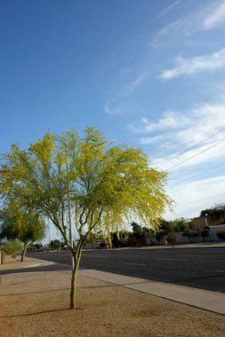 Çiçek açan Palo Verde ağacıyla dolu yol kenarı Xeriscaped Phoenix caddeleri boyunca, Arizona
