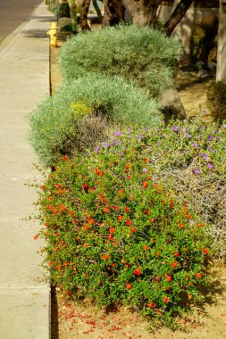 Arizona tarzı Xerisscapli yol kenarı çiçek açan cüce nar ve Ruellia ve diğer kuraklığa dayanıklı çalılarla