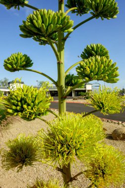 Agave Americana aynı zamanda Century Plant ya da Desert Agave olarak da bilinir baharda çiçek açan saplarıyla, yakın mesafede.