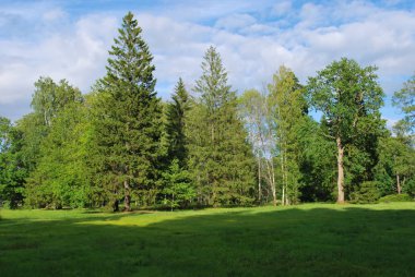 çayır orman kenarı