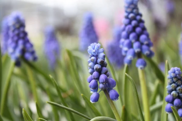 Vår Äldste Bud Närbild — Stockfoto