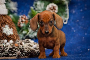 Yeni yıl konumunda Dachshund köpek yavrusu fotoğraf oturumu