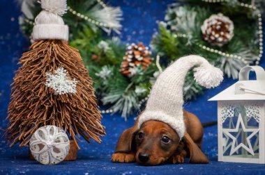 Yeni yıl konumunda Dachshund köpek yavrusu fotoğraf oturumu