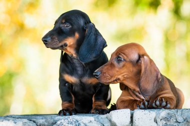 Kızıl saçlı dachshund köpek yavrusu ve siyah dachshund köpek yavrusu birlikte yalan.