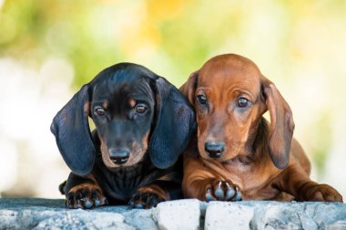 Kızıl saçlı dachshund köpek yavrusu ve siyah dachshund köpek yavrusu birlikte yalan.
