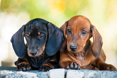 Kızıl saçlı dachshund köpek yavrusu ve siyah dachshund köpek yavrusu birlikte yalan.