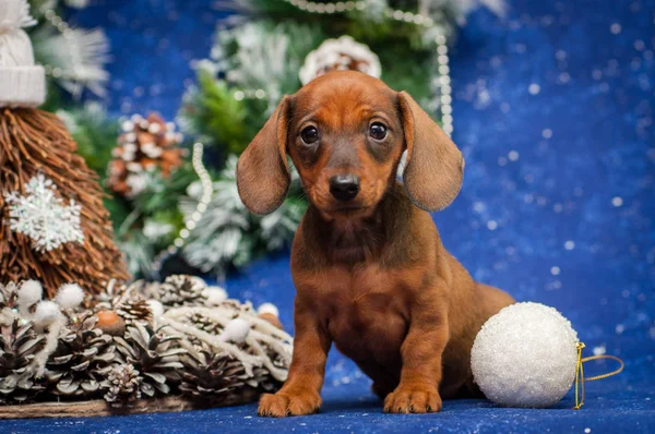 Dachshund puppy photo session in the New Year\'s location