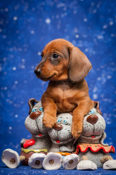 Roodharige Teckel Puppy Met Keramische Speelgoed Een Sterrenhemel Achtergrond — Stockfoto