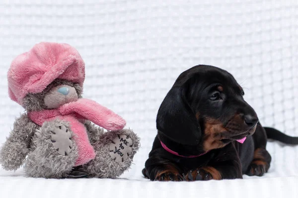 Dachshund puppy and toy bear together. My to you teddy bear and puppy.
