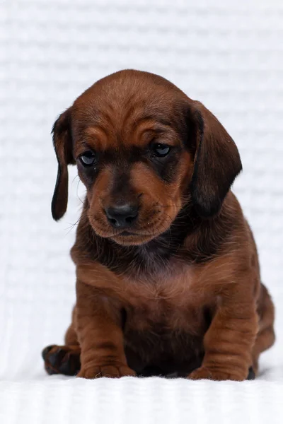 Sad puppy sits and thinks about something