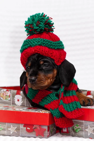 Photo Shoot Dachshund Puppy Knitted Hat Boxes Gifts — Stock Photo, Image