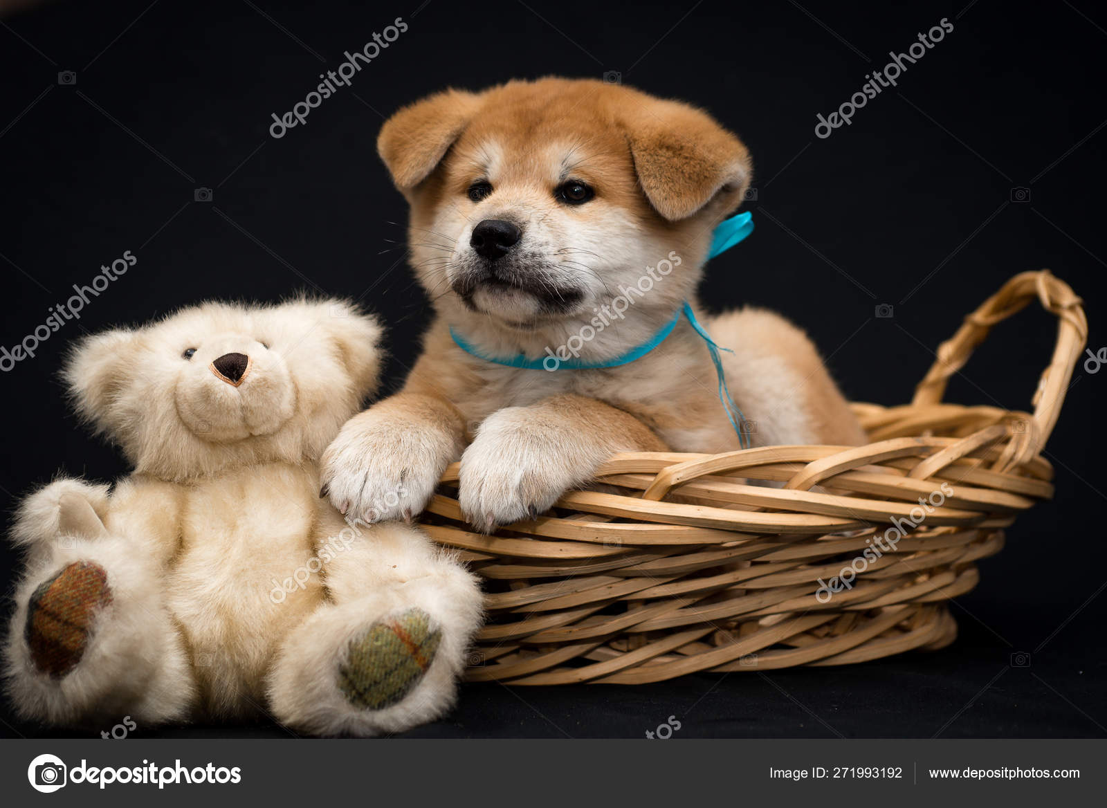 akita teddy
