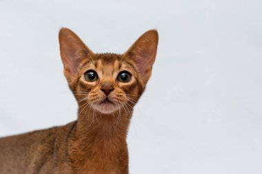 Abyssinian, tek tek tüylerin farklı renklerle bantlandığı, kendine özgü bir 