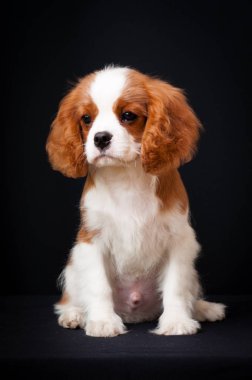Siyah bir arka plan üzerinde pensive köpek kral charles spaniel.