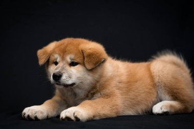 Siyah bir arka plan üzerinde Güzel Akita köpek yavrusu.