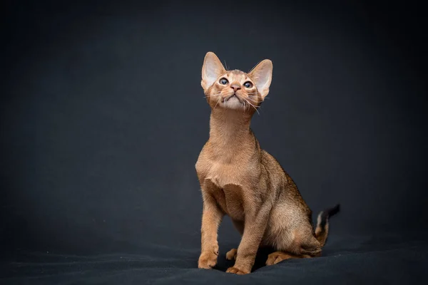 The cat is getting ready for the jump.The Abyssinian is a breed of domestic short-haired cat with a distinctive \