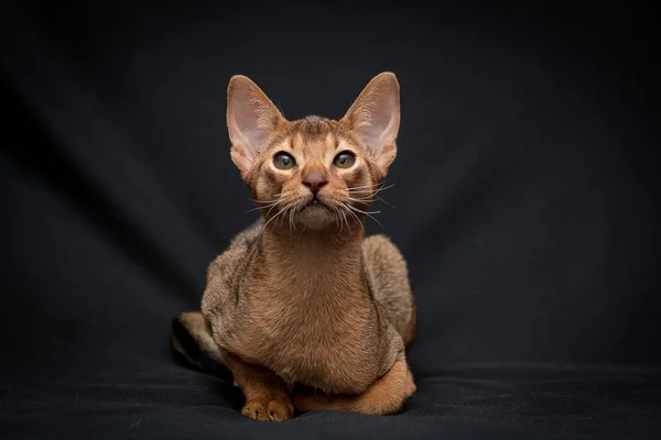 Katten Blir Redo För Hoppet Den Abyssinian Ras Inhemska Korthårig — Stockfoto