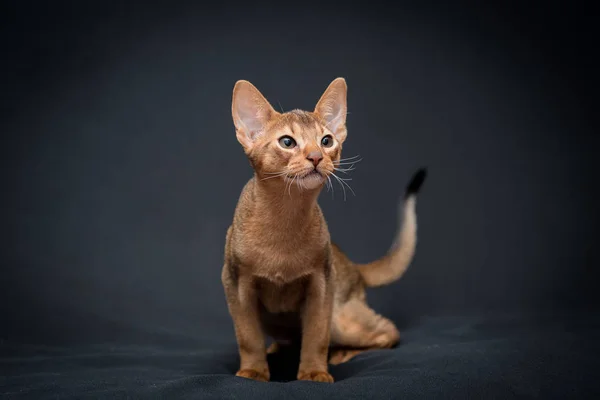 The cat is getting ready for the jump.The Abyssinian is a breed of domestic short-haired cat with a distinctive \