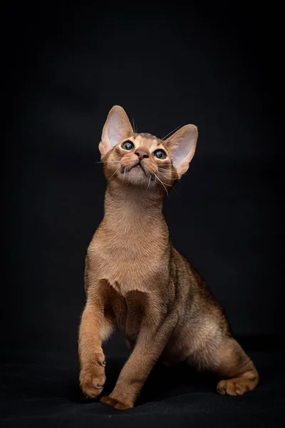 The cat is getting ready for the jump.The Abyssinian is a breed of domestic short-haired cat with a distinctive \