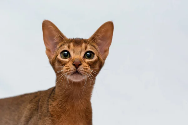 Αβησσυνική Είναι Μια Φυλή Της Οικιακής Κοντό Μαλλί Της Γάτας — Φωτογραφία Αρχείου