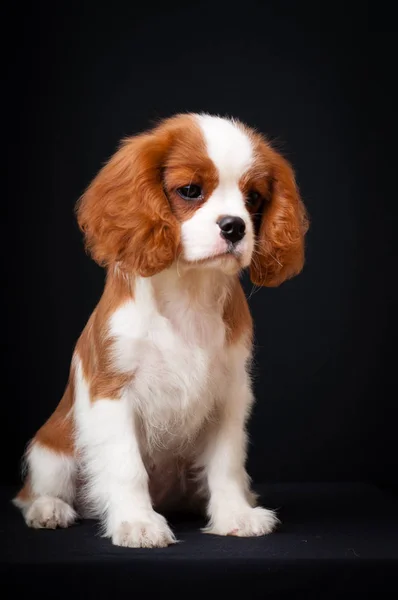 Pensive puppy king charles spaniel on a black background.