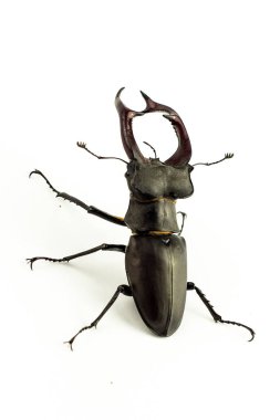 Avrupa'nın büyük bir kısmında tanınmış bir tür olan Lucanus cervus, bazı Avrupa ülkelerinde (Birleşik Krallık dahil) geyik böceği olarak anılır (Avrupa'daki en büyük karasal böcektir).). 