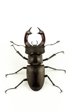 Avrupa'nın büyük bir kısmında tanınmış bir tür olan Lucanus cervus, bazı Avrupa ülkelerinde (Birleşik Krallık dahil) geyik böceği olarak anılır (Avrupa'daki en büyük karasal böcektir).). 