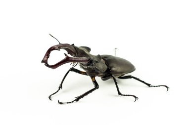 Avrupa'nın büyük bir kısmında tanınmış bir tür olan Lucanus cervus, bazı Avrupa ülkelerinde (Birleşik Krallık dahil) geyik böceği olarak anılır (Avrupa'daki en büyük karasal böcektir).). 