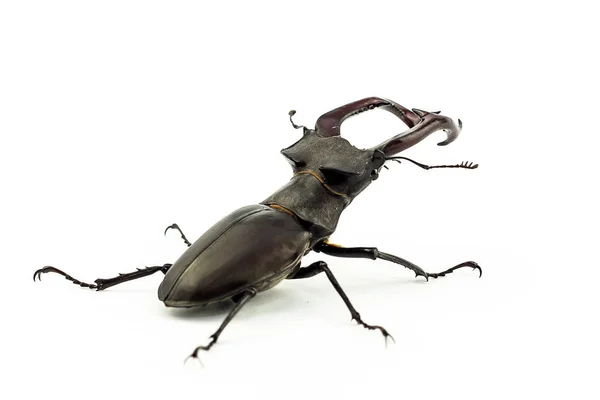 Well Known Species Much Europe Lucanus Cervus Referred Some European — Stock Photo, Image