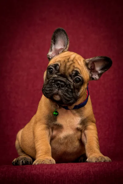 バーガンディの背景にフランスのブルドッグの子犬 クローズ アップ — ストック写真