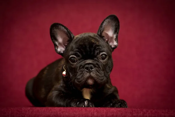 Franse Bulldog Puppy Een Bourgondische Achtergrond Close — Stockfoto