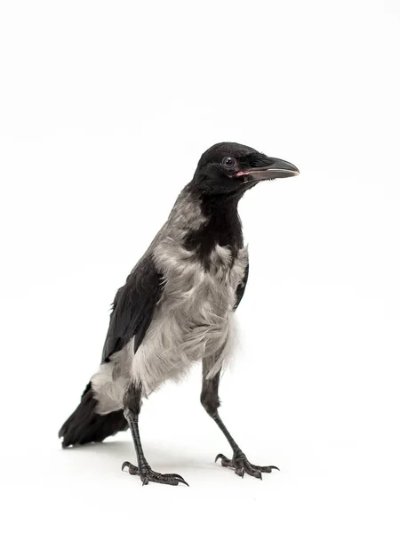 Ворона Капюшоном Corvus Cornix Называемая Толстовкой Является Евразийским Видом Птиц — стоковое фото