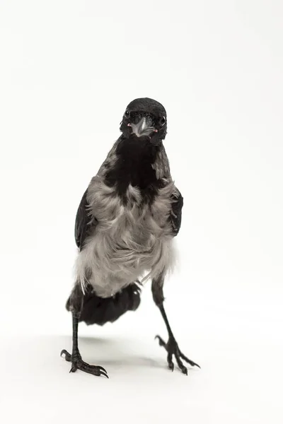 Hooded Crow Corvus Cornix Also Called Hoodie Eurasian Bird Species — Stock Photo, Image