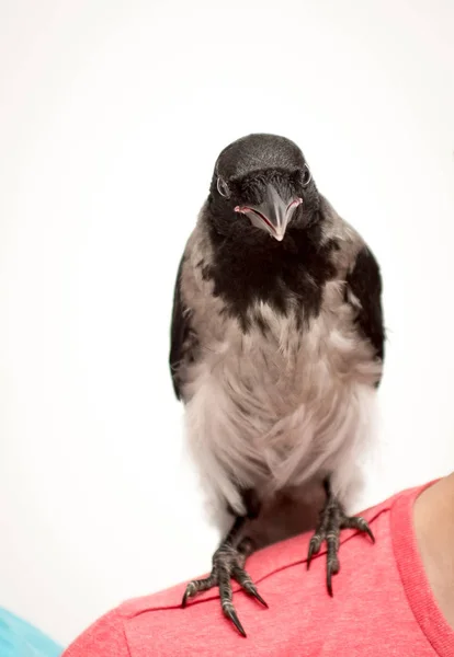 Bonte Kraai Corvus Cornix Een Vogelsoort Uit Familie Van Meertjes — Stockfoto