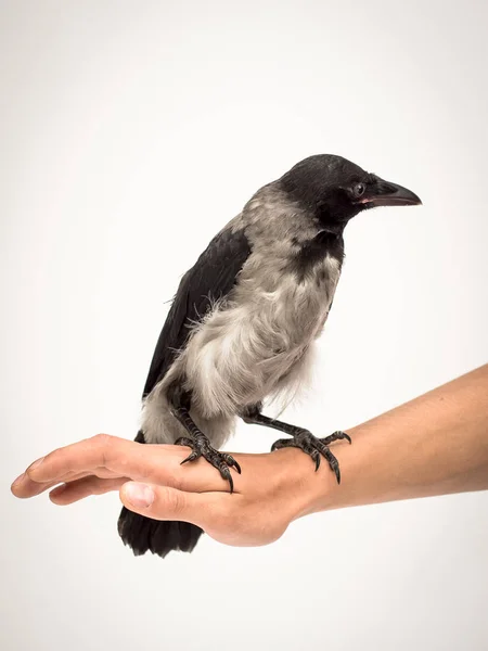 Bonte Kraai Corvus Cornix Een Vogelsoort Uit Familie Van Meertjes — Stockfoto